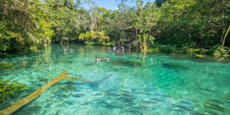 bonito